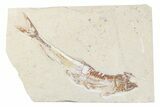 Cretaceous Viper Fish (Prionolepis) - Lebanon #376347-1
